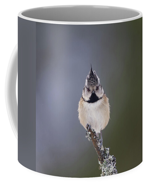Crested Coffee Mug featuring the photograph Crested Tit by Pete Walkden