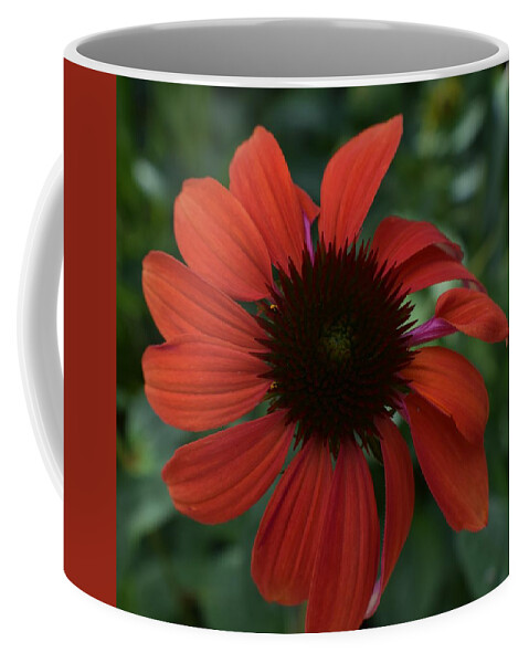 Flowers Coffee Mug featuring the photograph Crimson Cone Flower by Jimmy Chuck Smith