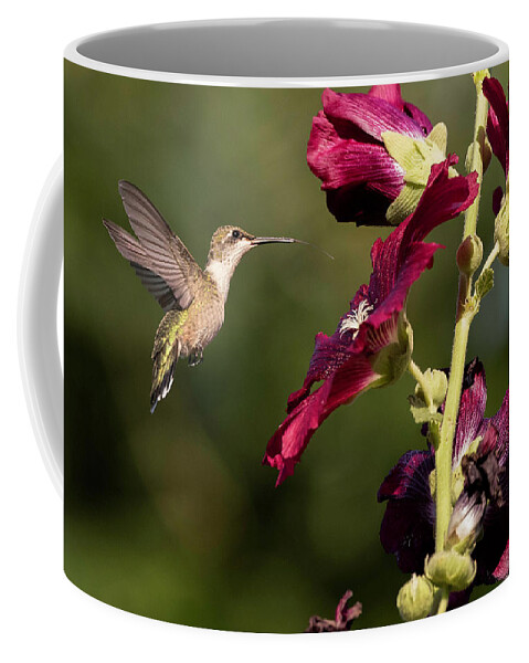Hummingbird Coffee Mug featuring the photograph Crimson Contemplation by Everet Regal