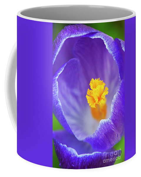 Crocus Coffee Mug featuring the photograph Crocus Abstract by Tim Gainey