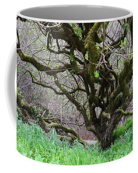 Crooked Trunks And Limbs Coffee Mug featuring the photograph Crooked Trunks and Limbs by Warren Thompson