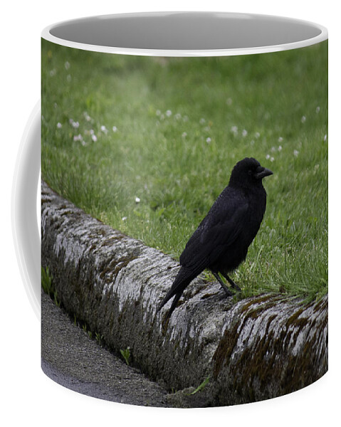 Landscape Coffee Mug featuring the photograph Crow at Point Roberts by Donna L Munro