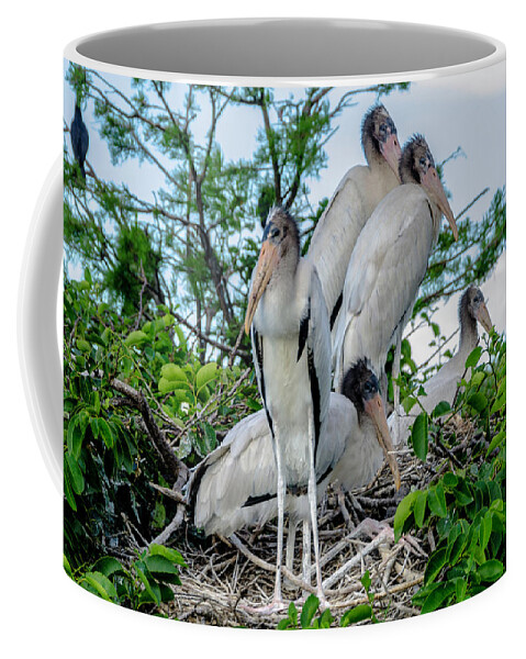 Young White Storks Coffee Mug featuring the photograph Crowded nest by Wolfgang Stocker