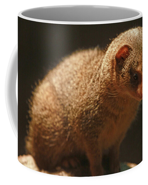 Mongoose Coffee Mug featuring the photograph Curiosity at Rest by Laddie Halupa