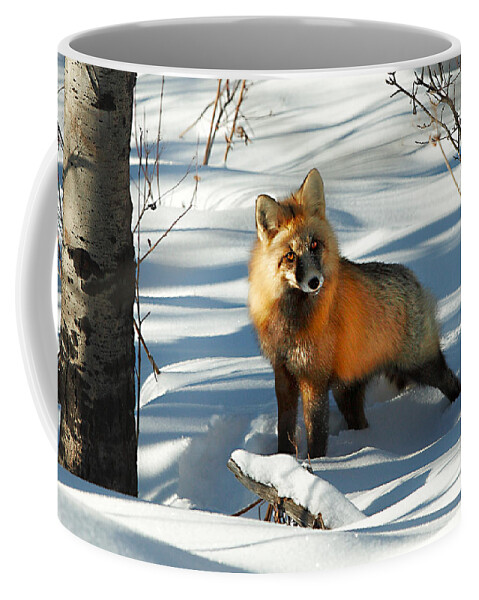 Fox Coffee Mug featuring the photograph Curious Fox by Todd Klassy