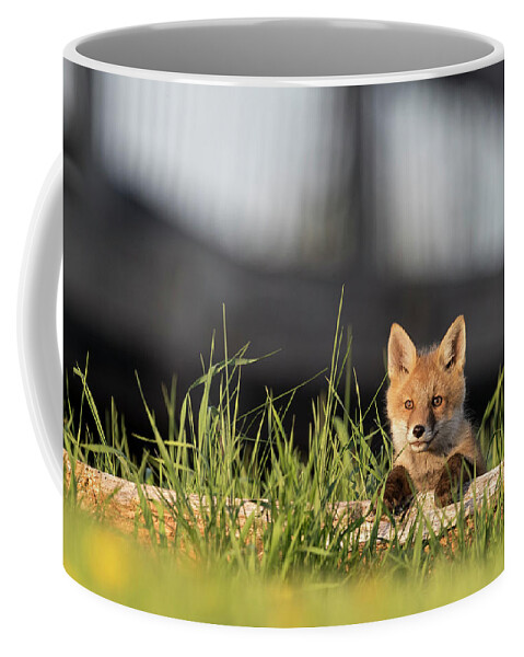 Red Fox Coffee Mug featuring the photograph Curious Innocence by Everet Regal