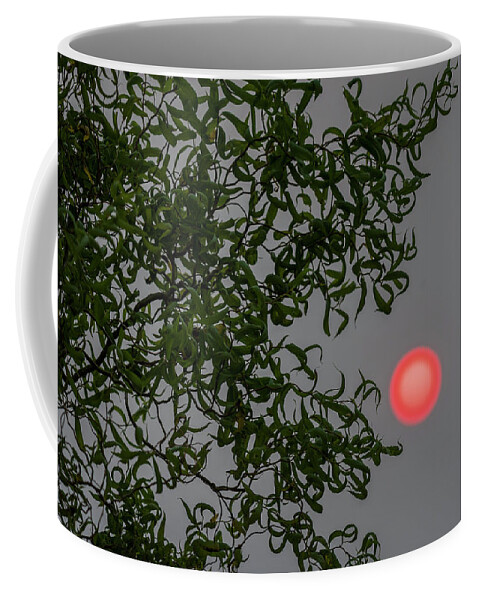 Astoria Coffee Mug featuring the photograph Curly Willow and Sun by Robert Potts