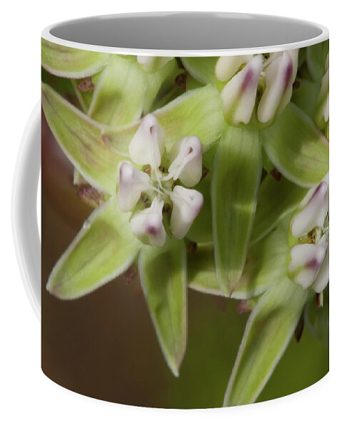 Milkweed Coffee Mug featuring the photograph Curtiss' Milkweed #4 by Paul Rebmann
