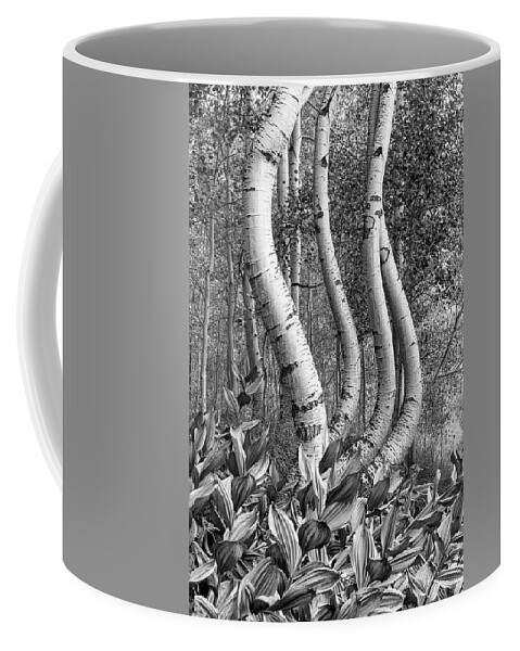 Curved Coffee Mug featuring the photograph Curved Aspens by Angela Moyer