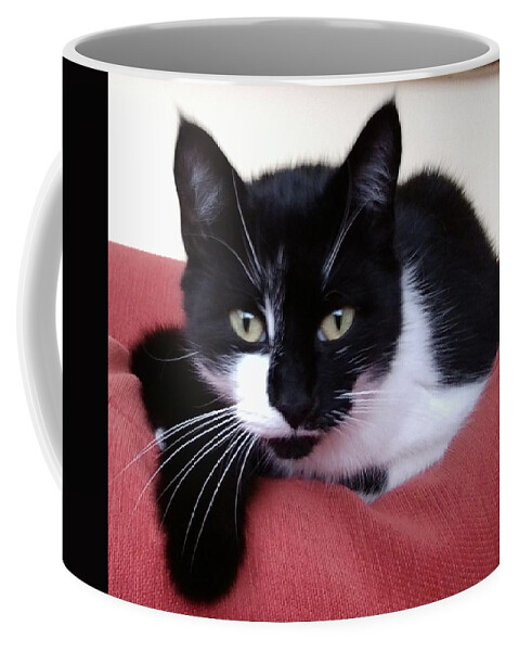 Cat Coffee Mug featuring the photograph Cute Cat by Julia Woodman