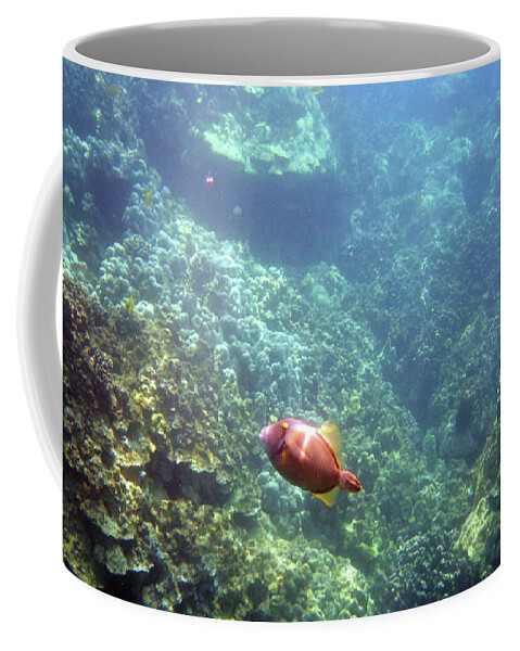 Underwater Photography Coffee Mug featuring the photograph Cute Fellow by Karen Nicholson