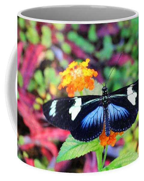 Cydno Longwing Coffee Mug featuring the photograph Cydno Longwing Butterfly by Kathryn Meyer