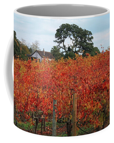 D8b6310 Coffee Mug featuring the photograph D8B6310 Jack London Vineyard by Ed Cooper Photography