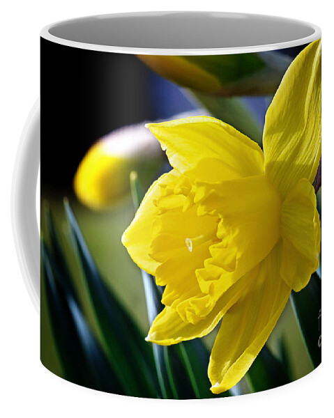 Daffodil Flower Coffee Mug featuring the photograph Daffodil Flower Photo by Gwen Gibson