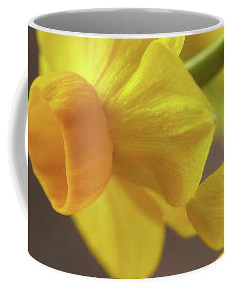 Garden Coffee Mug featuring the photograph Daffodil sunrise by Garden Gate magazine