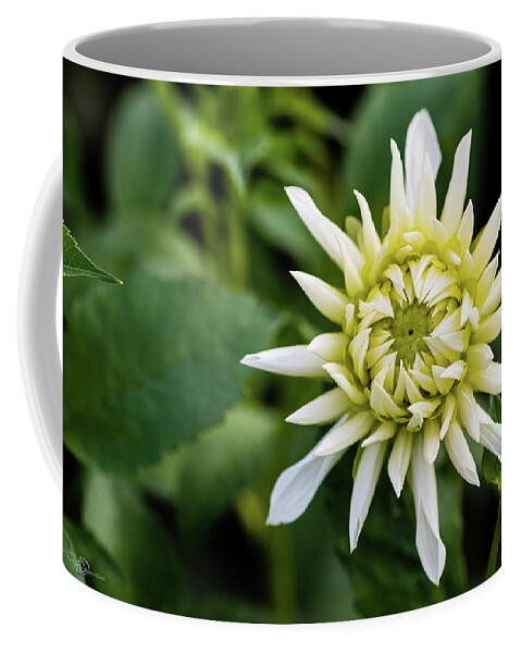 Dahlia Cactus Tall White Coffee Mug featuring the photograph Dahlia Cactus Tall White by Torbjorn Swenelius