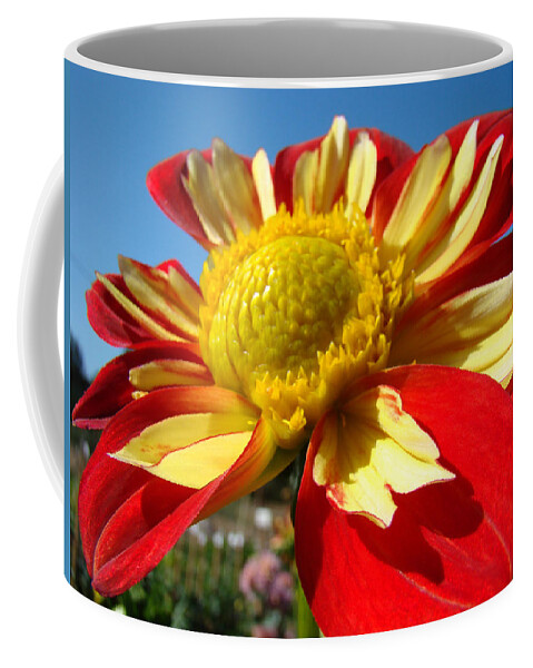 Dahlia Coffee Mug featuring the photograph Dahlia Flower Art Prints Canvas Red Yellow Dahlias Baslee Troutman by Patti Baslee