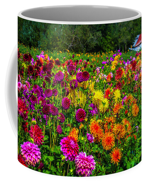 Dahlia Coffee Mug featuring the photograph Dahlia Garden Oregon by Garry Gay