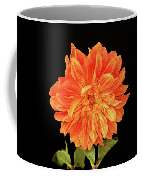 Dahlia Coffee Mug featuring the photograph Dahlia in Orange by Cheryl Day