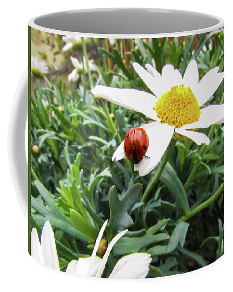 Daisy Flower Coffee Mug featuring the photograph Daisy Flower and Ladybug by Cesar Vieira
