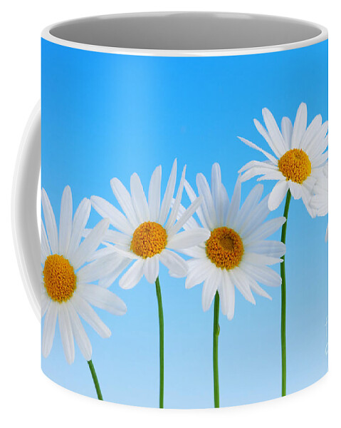 Daisy Coffee Mug featuring the photograph Daisy flowers on blue by Elena Elisseeva