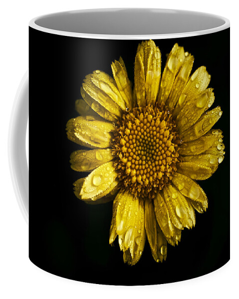 Daisy Coffee Mug featuring the photograph Daisy on Black Background by Rachel Morrison