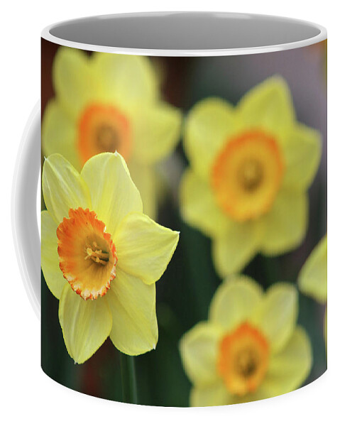 Daffodil Coffee Mug featuring the photograph Dallas Daffodils 29 by Pamela Critchlow