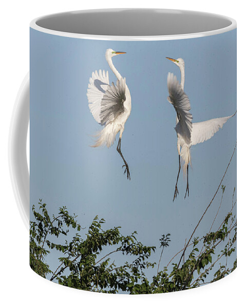 Great Egrets Coffee Mug featuring the photograph Dancing Egrets 2017-1 by Thomas Young