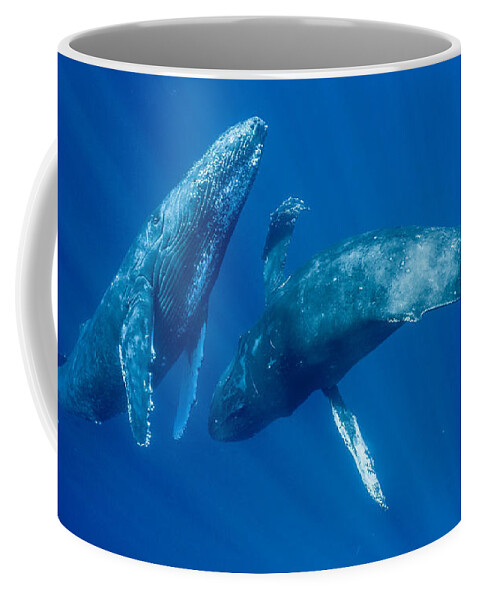 00513190 Coffee Mug featuring the photograph Dancing Humpback Whales by Flip Nicklin