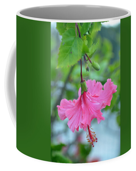 Flower Coffee Mug featuring the photograph Dancing Lady Pink Hibiscus by Amy Fose