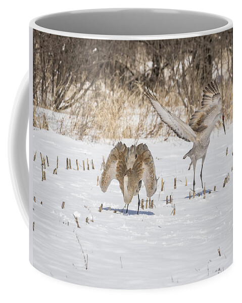 Sandhill Cranes Coffee Mug featuring the photograph Dancing Sandhill Cranes 2016-1 by Thomas Young