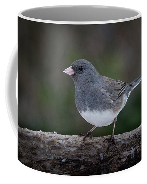 Dark Eyed Junco In The Winter Coffee Mug featuring the photograph Dark eyed Junco by Kenneth Cole