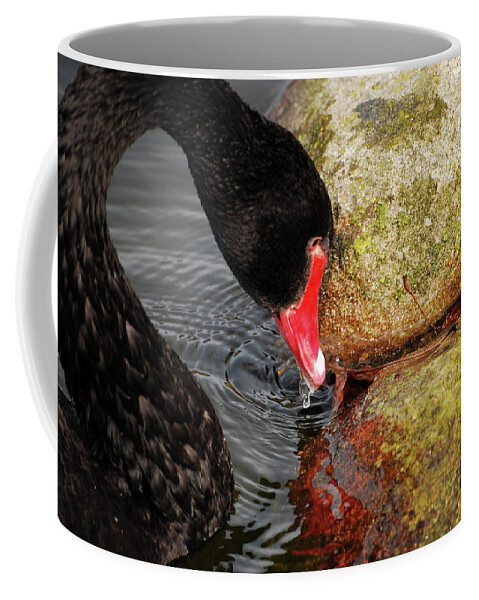 Swan Coffee Mug featuring the photograph Dark Plumage by Lori Tambakis