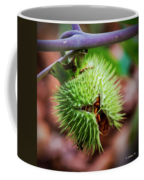 2d Coffee Mug featuring the photograph Datura Seedpod by Brian Wallace