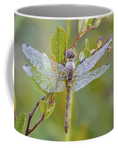 Dragonfly Coffee Mug featuring the photograph Daylight Diamonds by Peg Runyan