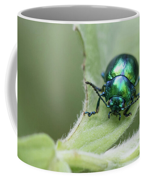 Animal Coffee Mug featuring the photograph Dead-nettle leaf beetle - Chrysolina fastuosa by Jivko Nakev