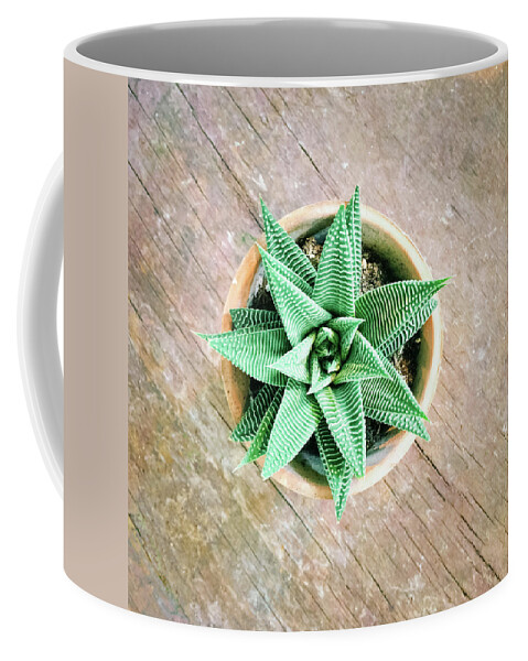 Aloe Coffee Mug featuring the photograph Decorative aloe plant on old wooden surface by GoodMood Art