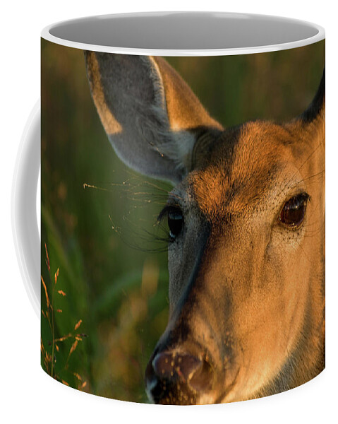 Landscape Coffee Mug featuring the photograph Deer Head Shot by Louis Dallara