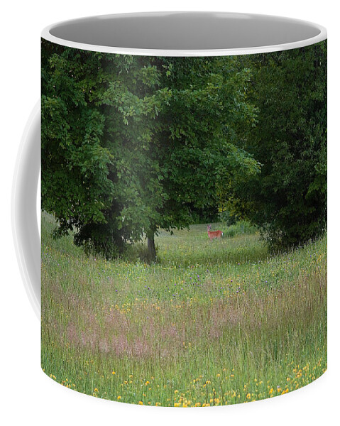 Lise Winne Coffee Mug featuring the photograph Deer in a Meadow at Dawn by Lise Winne
