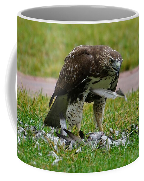 Bird Of Prey Coffee Mug featuring the photograph Defeathering by Brooke Bowdren