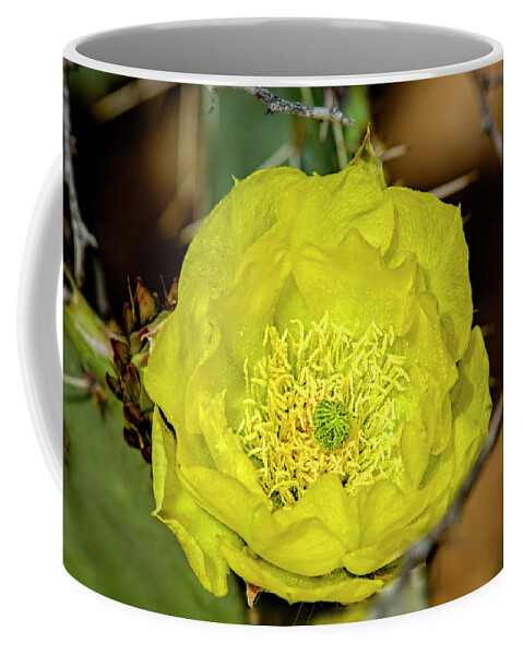 Nature Coffee Mug featuring the photograph Desert Beauty h41 by Mark Myhaver