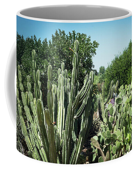 Desert Coffee Mug featuring the photograph Desert Garden by Catherine Lau