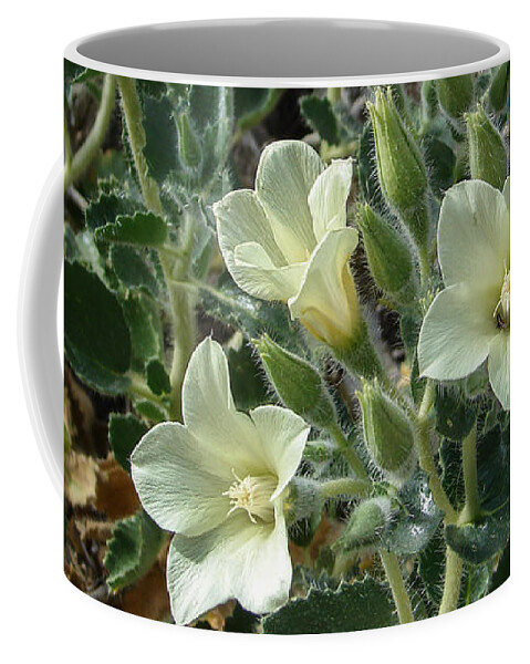 Flowers Coffee Mug featuring the photograph Desert Holly by Carl Moore