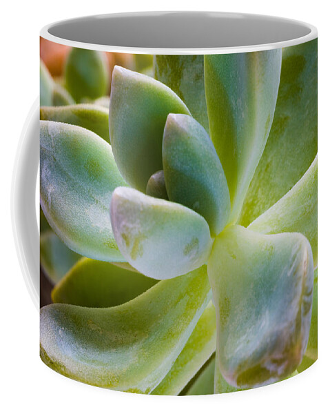 Beautiful Coffee Mug featuring the photograph Blue Pearl Plant by Raul Rodriguez