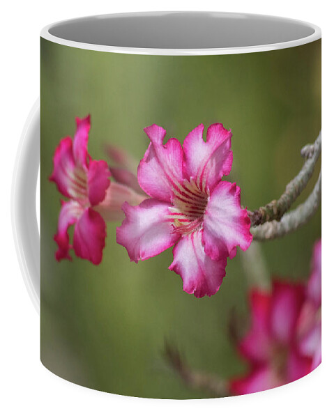 Desert_rose Coffee Mug featuring the photograph Desert Rose 5964-041118-1 by Tam Ryan