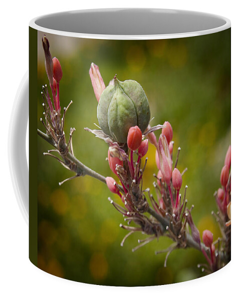 Seed Pods Coffee Mug featuring the photograph Desert Seed Pod 2 by Kelley King