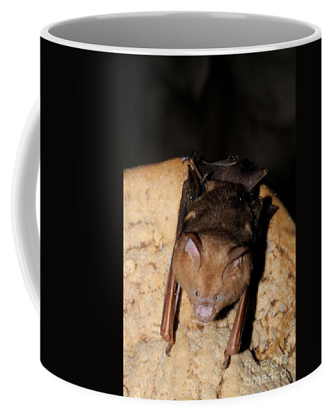 Wildlife Coffee Mug featuring the photograph Diadem Roundleaf Bat by Fletcher & Baylis