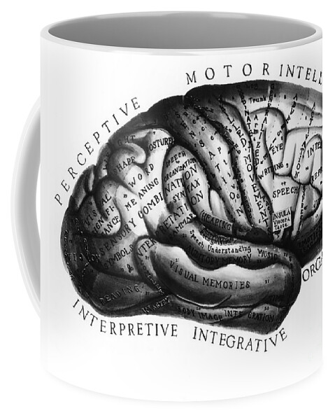 Brain Coffee Mug featuring the photograph Diagram Of Brain Functions by Omikron