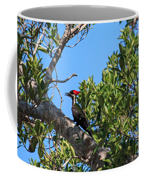 Florida Coffee Mug featuring the photograph Ding Darling - Pileated WoodPecker Resting by Ronald Reid