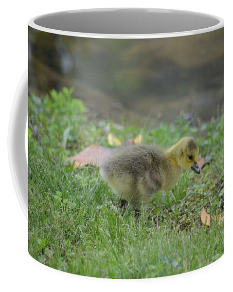 Discovering Coffee Mug featuring the photograph Discovering by Maria Urso